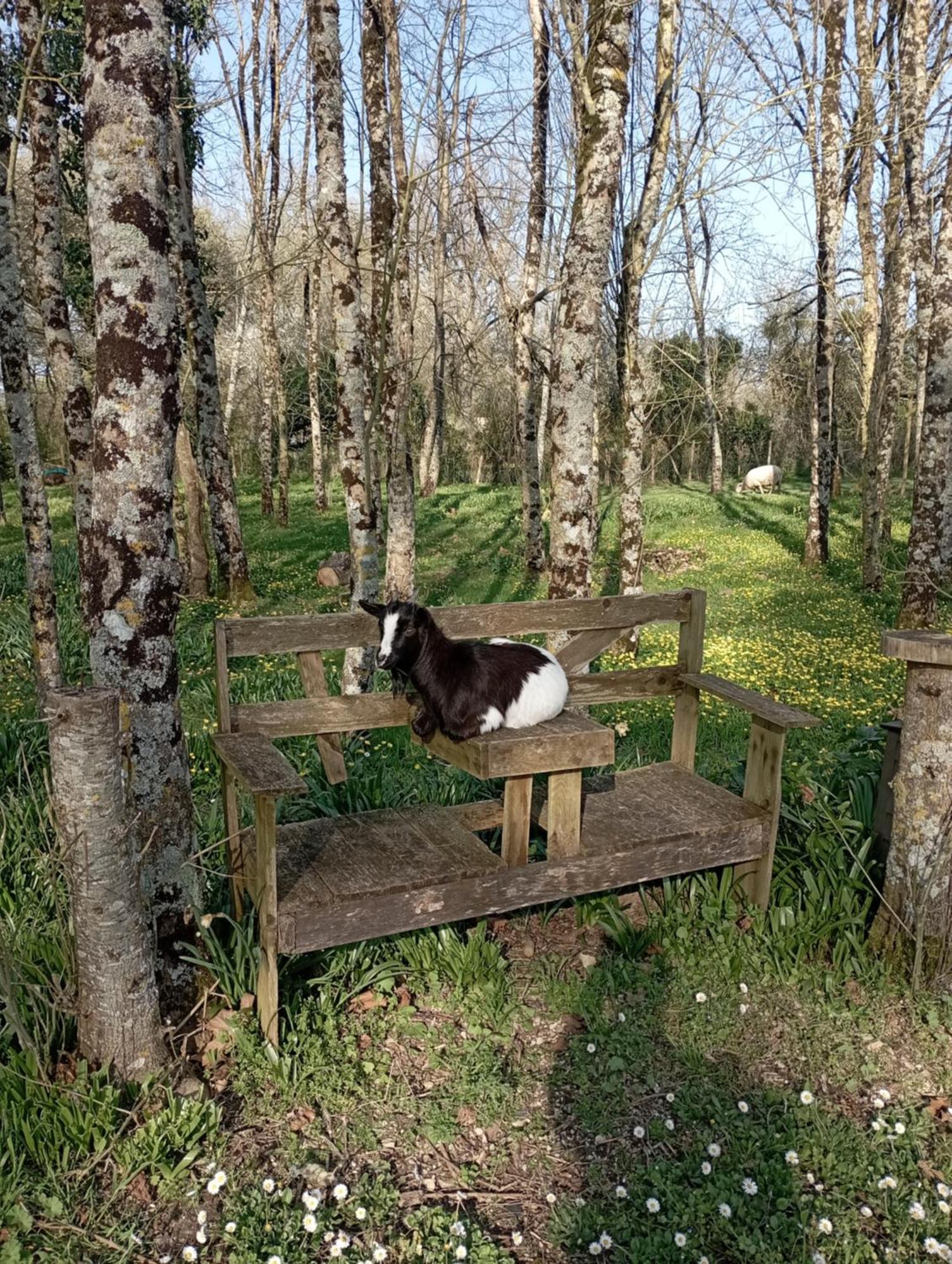 Le Petit Moulin, Ste Soline